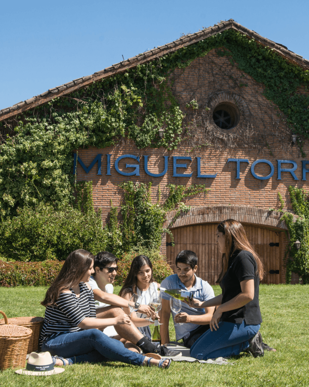 Vineyard Picnic Experience